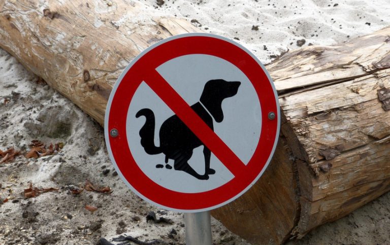 Toksokaroze dažniau serga vaikai: kaip apsisaugoti? apvalus zenklas stop, tustinasi sunys