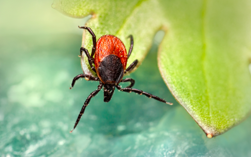 erke